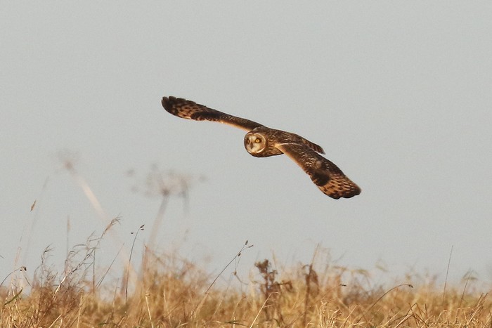 Short-eared Owl