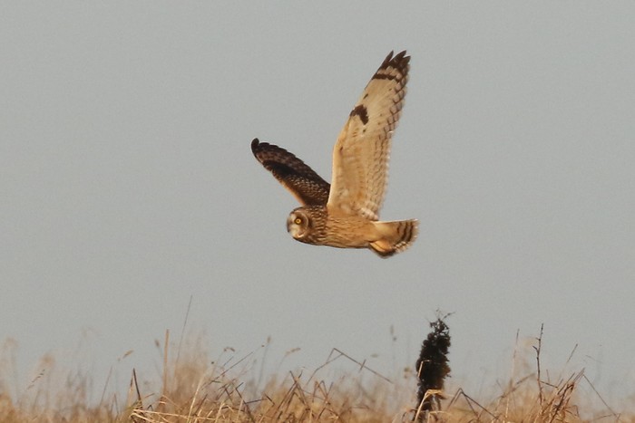 Short-eared Owl