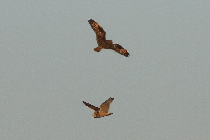 Short-eared Owl