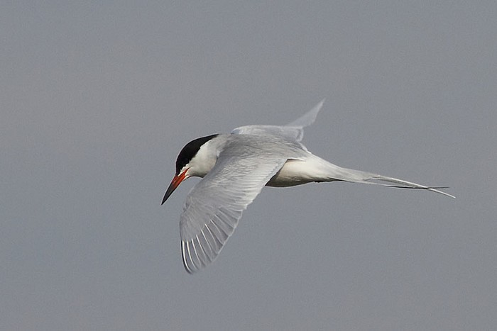Forster's Tern