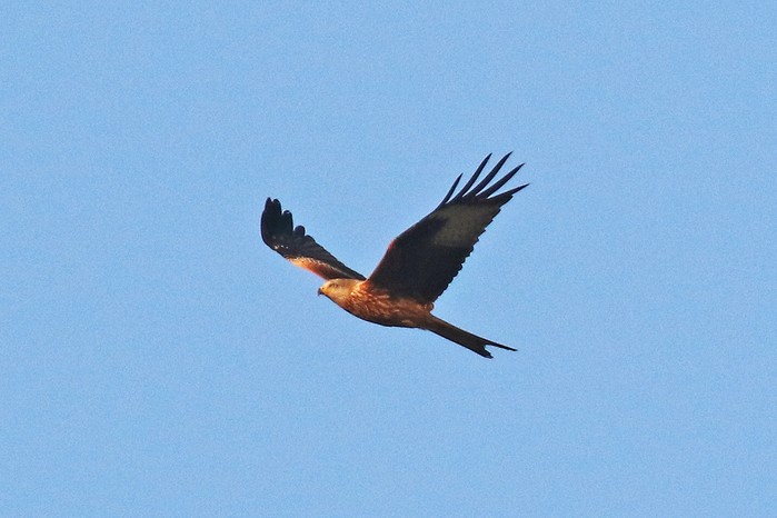 Red Kite