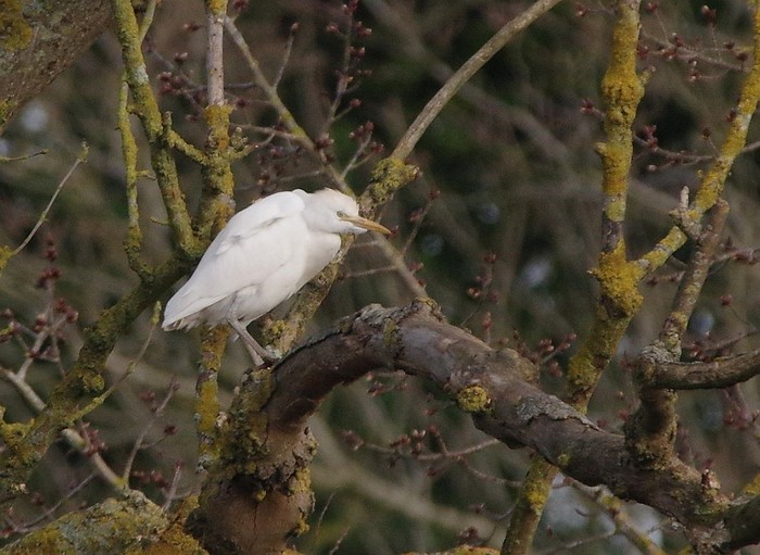 Cattle Egret