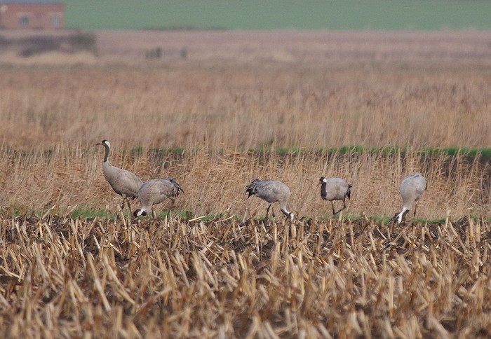 Common Crane