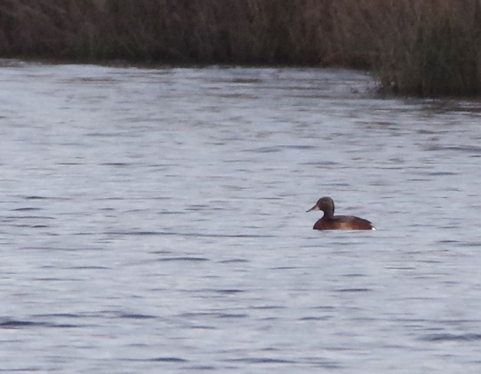 Ferruginous Duck