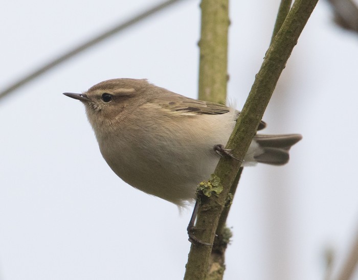 Siberian Chiffchaff