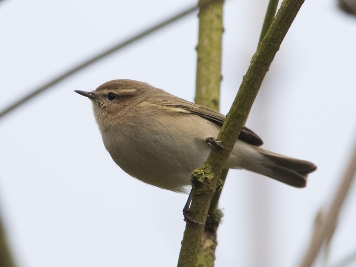 Siberian Chiffchaff