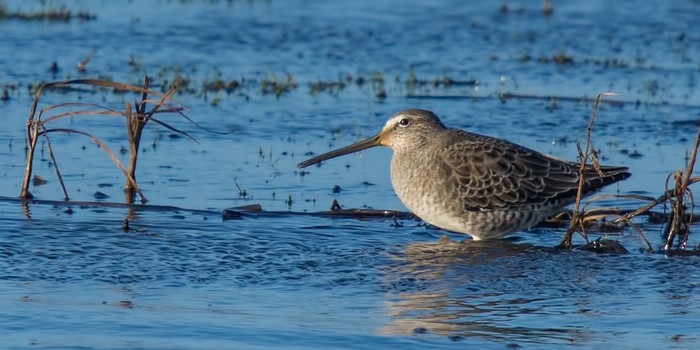 Long-billed Dowitcher