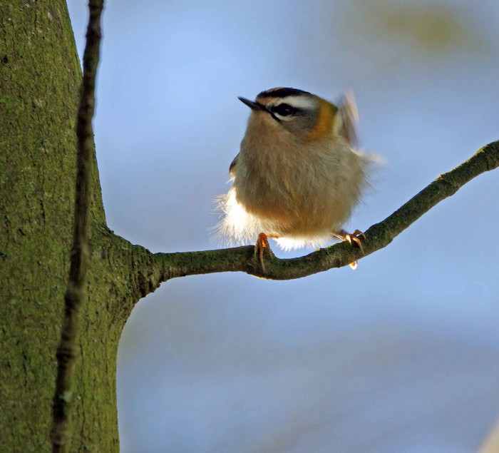 Firecrest