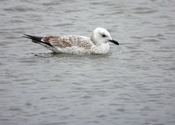 Caspian Gull