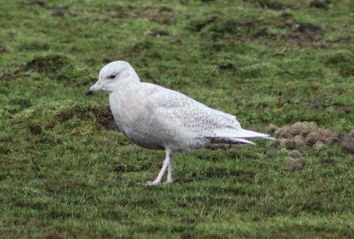 Iceland Gull