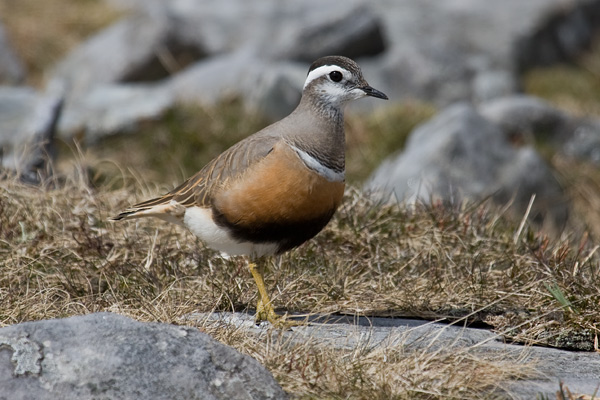 Dotterel