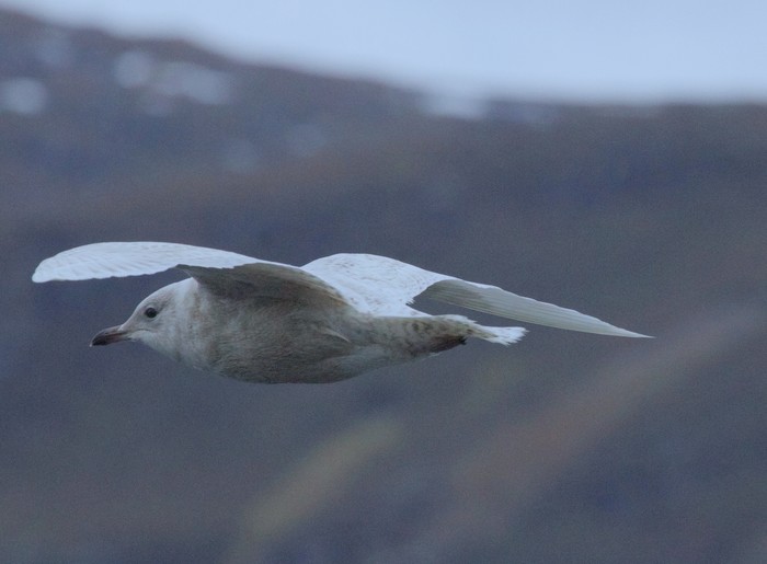 Iceland Gull