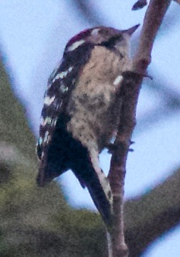 Lesser Spotted Woodpecker