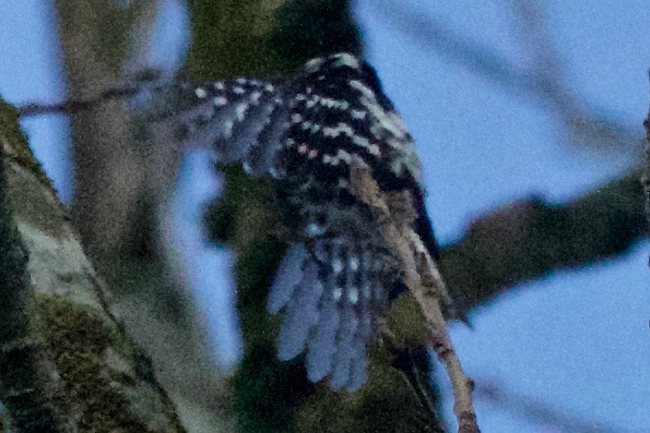 Lesser Spotted Woodpecker
