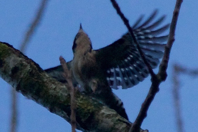 Lesser Spotted Woodpecker