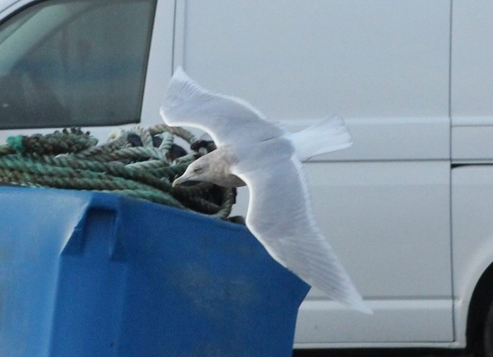Iceland Gull