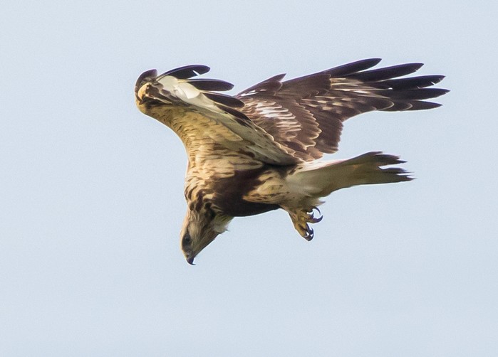 Rough-legged Buzzard