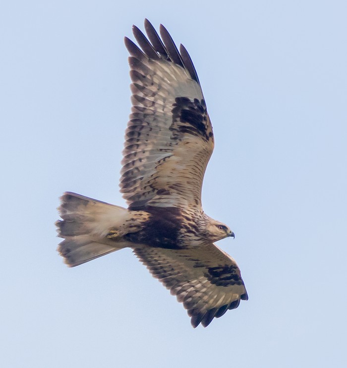 Rough-legged Buzzard