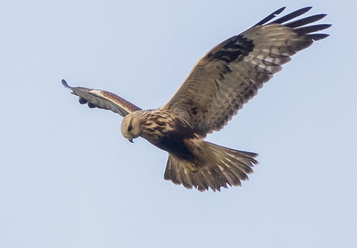 Rough-legged Buzzard