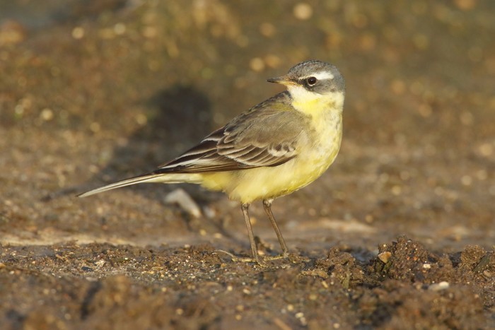 Blue-headed Eastern Yellow Wagtail