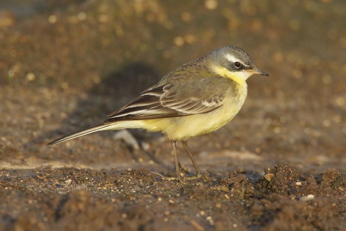 Blue-headed Eastern Yellow Wagtail