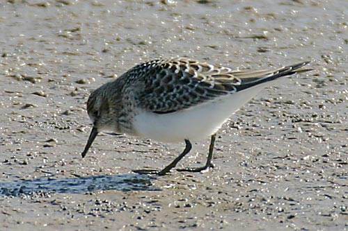 Baird's Sandpiper