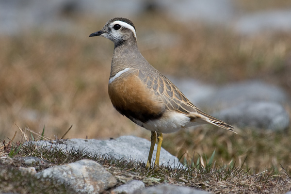 Dotterel