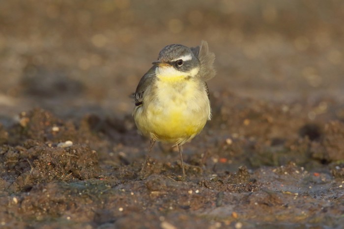 Blue-headed Eastern Yellow Wagtail