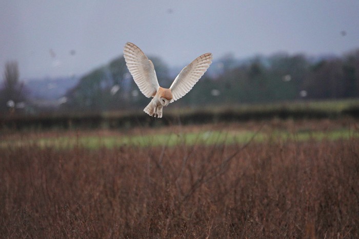 Barn Owl