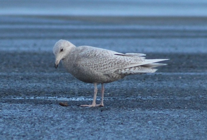 Iceland Gull