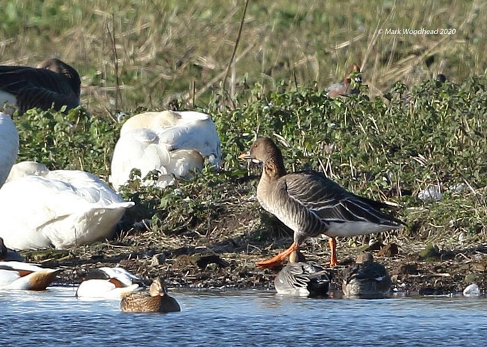 Tundra Bean Goose