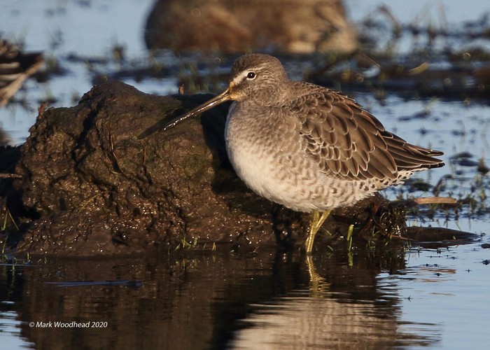 Long-billed Dowitcher