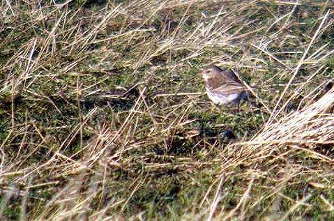 Water Pipit
