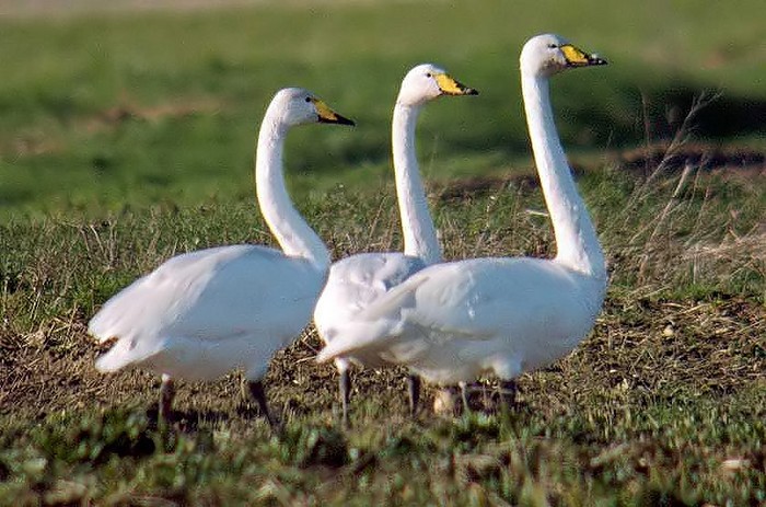Whooper Swan