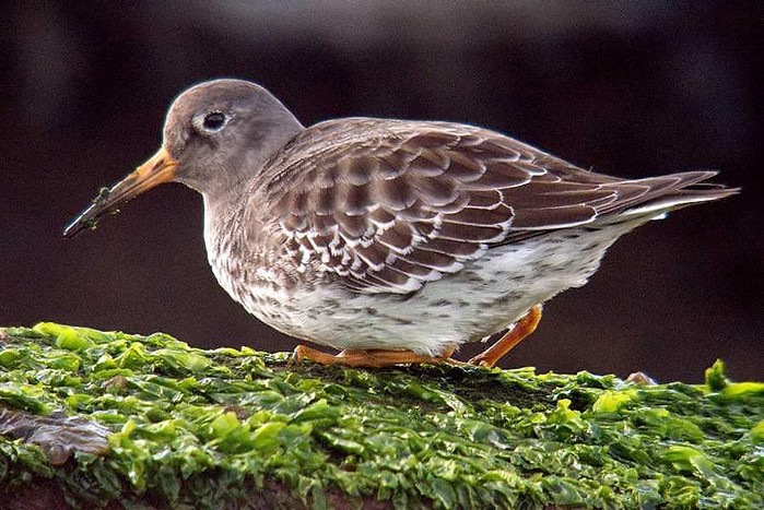 Purple Sandpiper