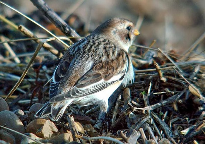 Snow Bunting