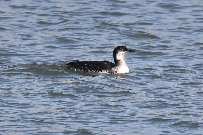 Great Northern Diver