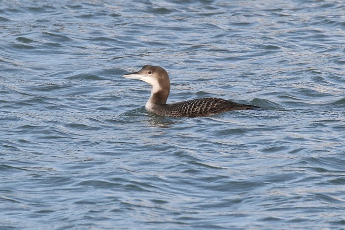Great Northern Diver