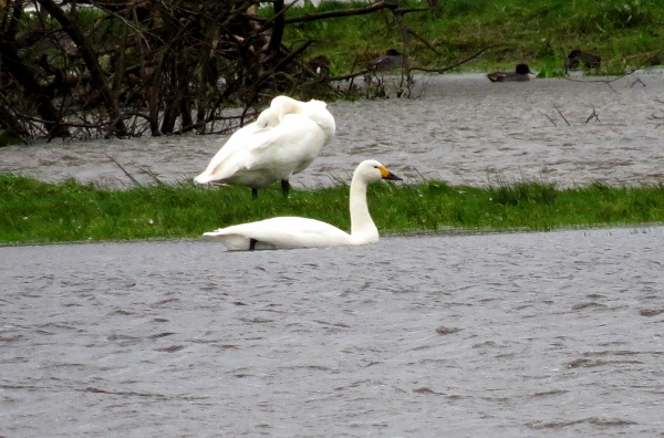 Bewick's Swan