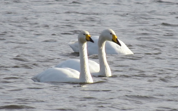 Whooper Swan