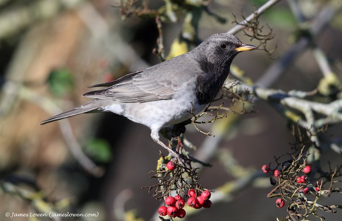 Black-throated Thrush