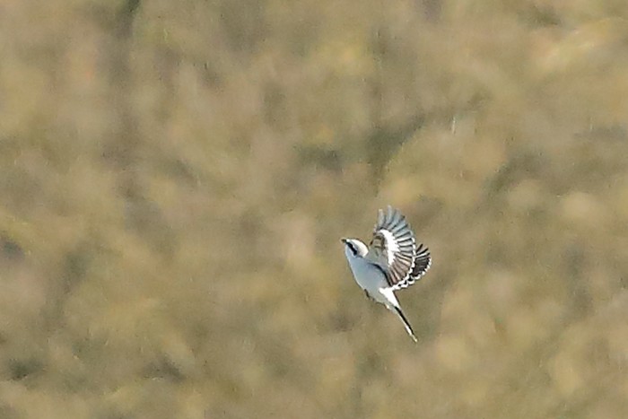 Great Grey Shrike