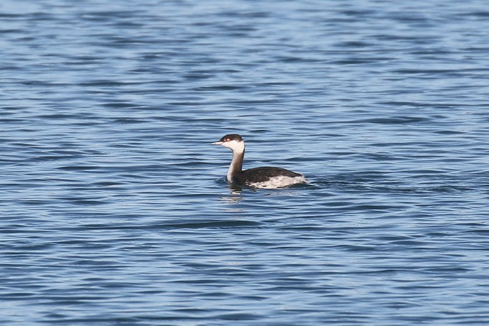 Slavonian Grebe