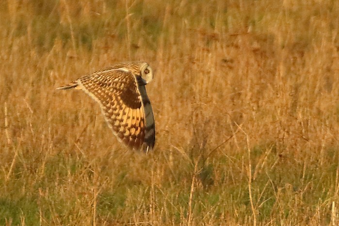 Short-eared Owl