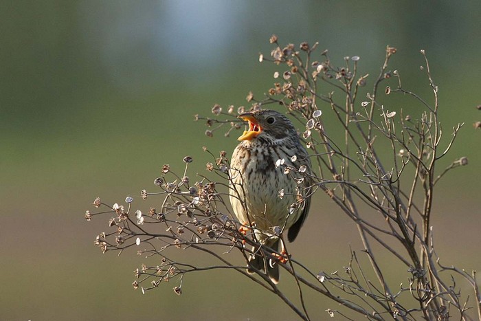 Corn Bunting