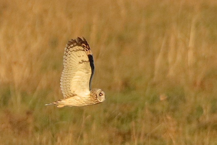 Short-eared Owl