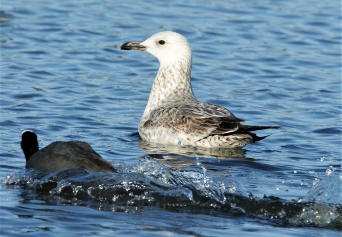 Caspian Gull