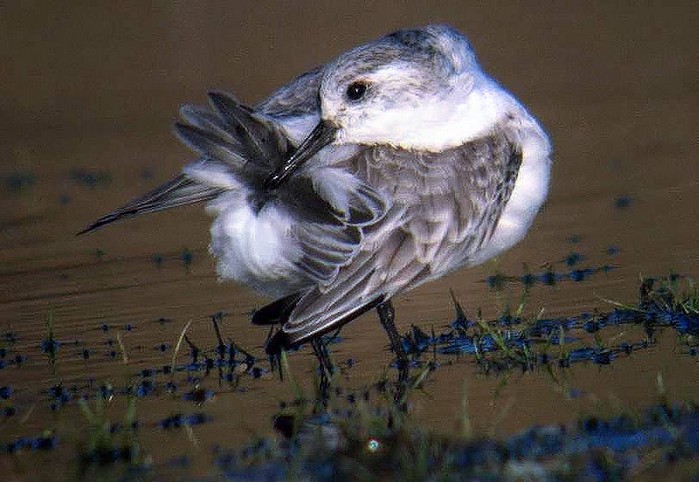 Sanderling