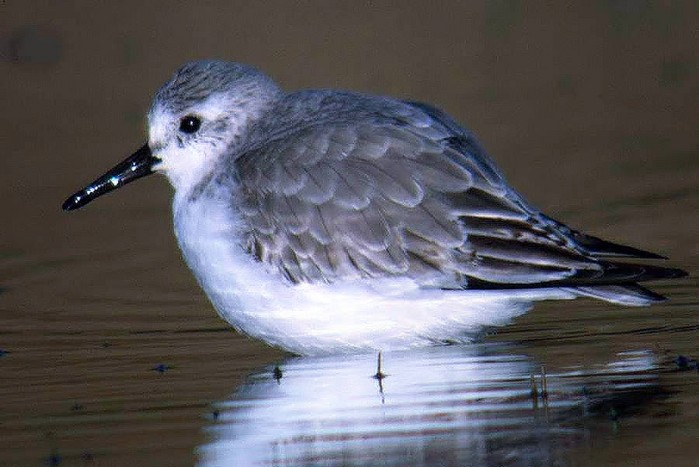 Sanderling