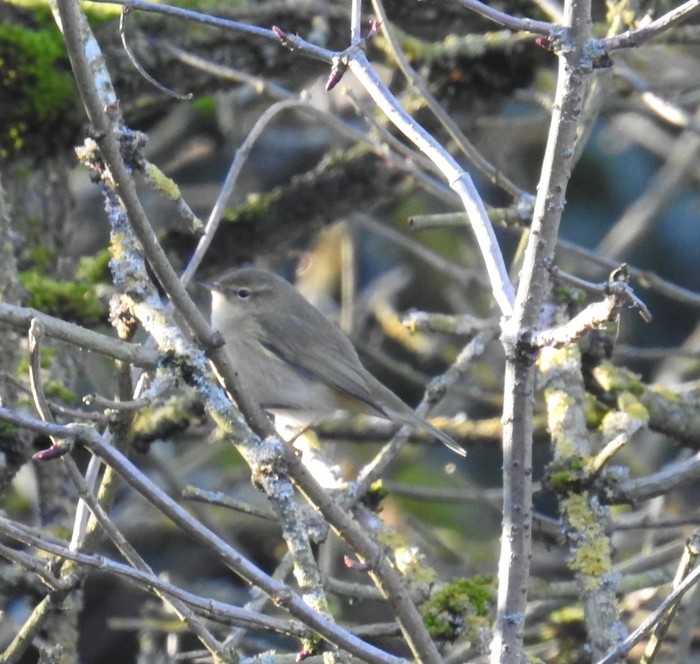 Chiffchaff
